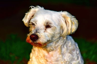 Close-up of a dog looking away