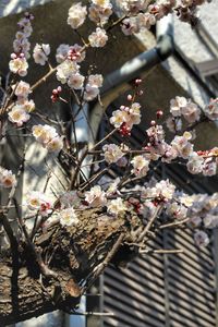 Close-up of cherry blossoms in spring