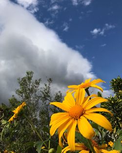 Yellow flowers blooming against sky