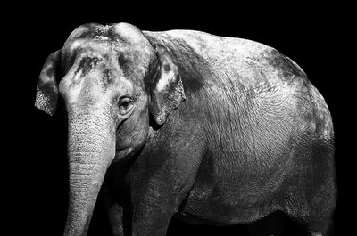 Close-up of elephant over black background