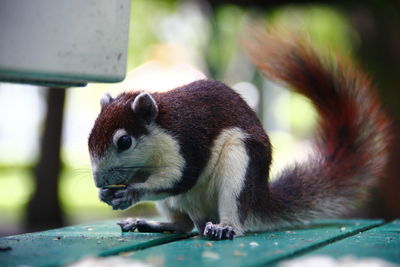 Close-up of squirrel