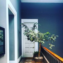 Potted plants on window sill