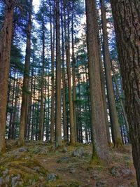 View of trees in forest