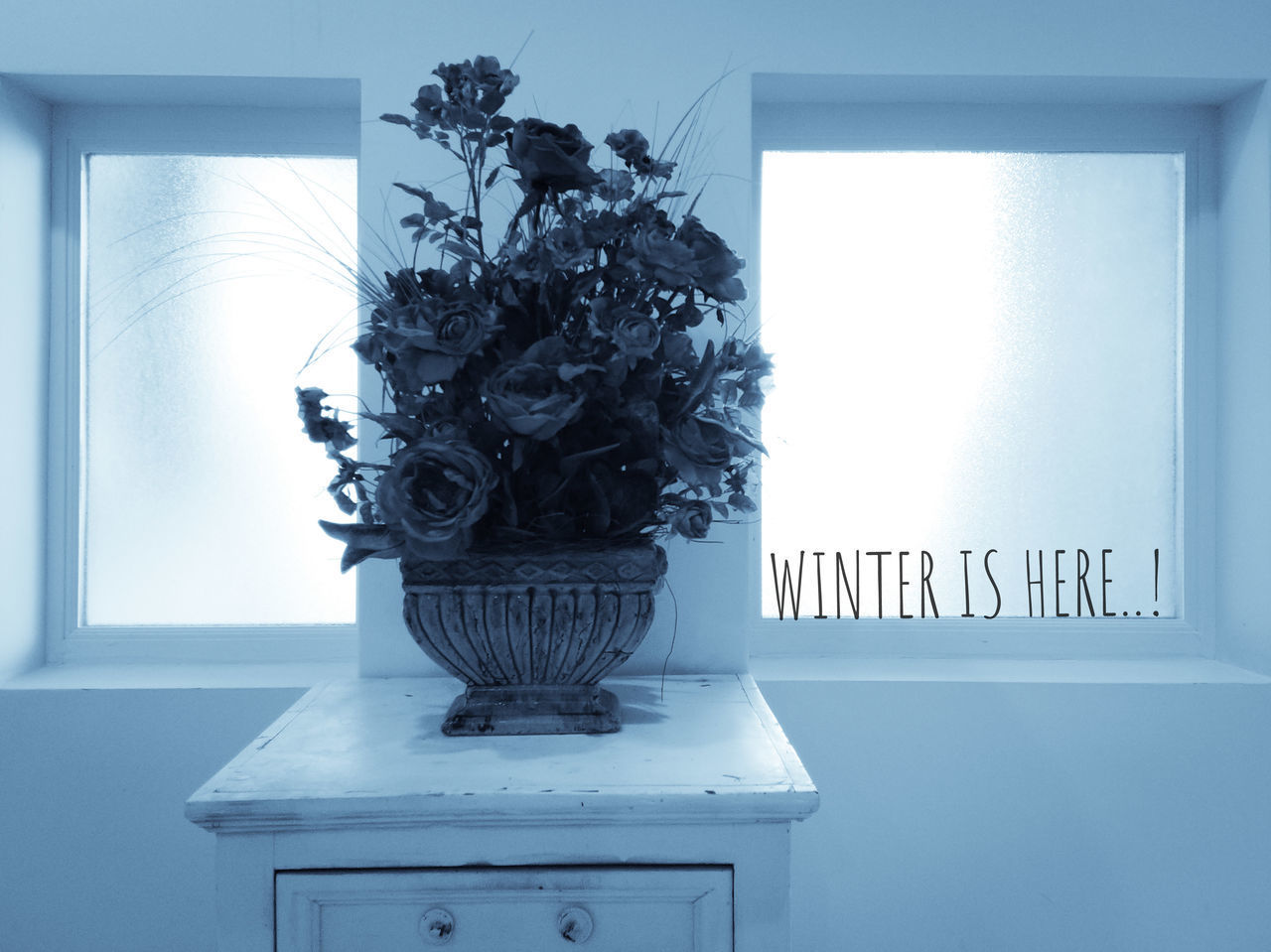 CLOSE-UP OF POTTED PLANT ON TABLE BY WINDOW