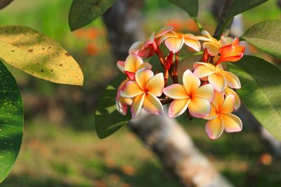 Close-up of flowering plant