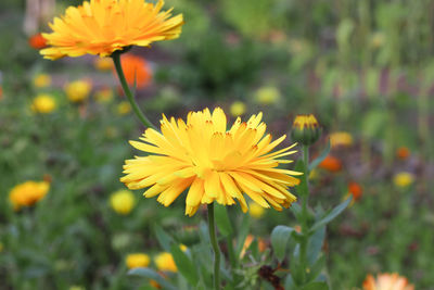 Close-up of yellow flower on field