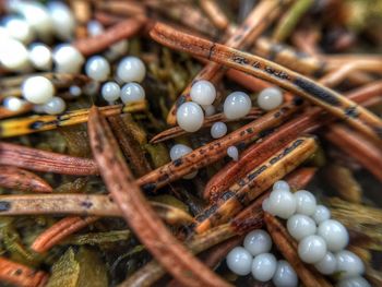 Close-up of spider eggs on sticks