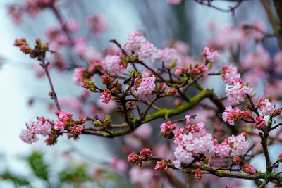 Close-up of pink cherry blossom