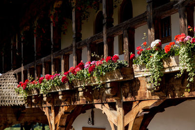 Low angle view of pink flowering plants on building