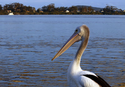 Pelican in a lake