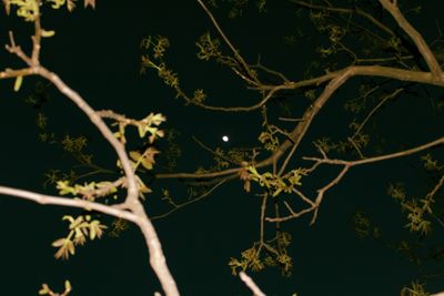 Low angle view of plant against sky at night