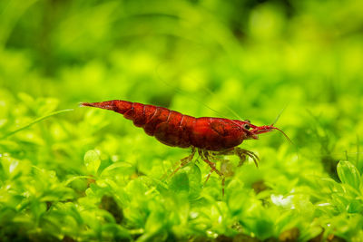 Close-up of shrimp in fish tank