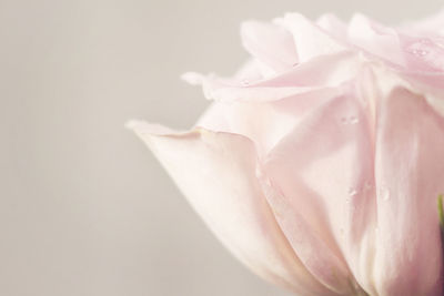 Close-up of wet pink flower