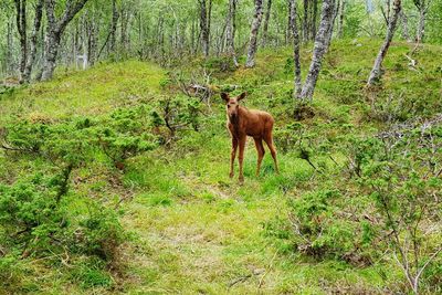 Horse in a forest