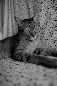 Close-up portrait of cat relaxing on floor
