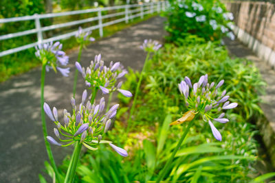 Close-up of purple crocus flowers on field