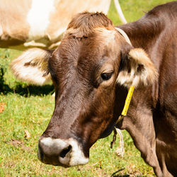 Head of an alpine cow