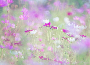 Close-up of pink cosmos flowers on field