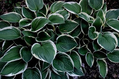 Green hosta with white edge filling frame