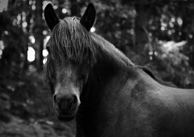 Close-up of horse