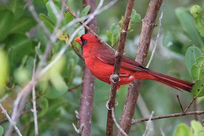 Close-up of a bird perching on branch