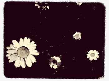 Close-up of white daisy flowers