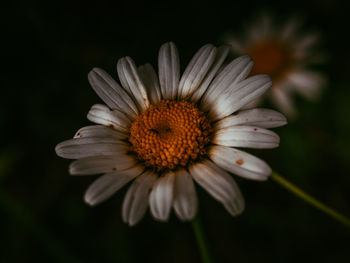 Close-up of white daisy flower against black background