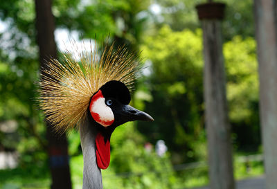 Close-up of grey crowned crane against trees
