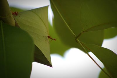 Close-up of ant on leaf