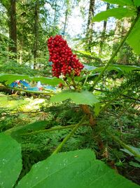 Red berries growing on tree