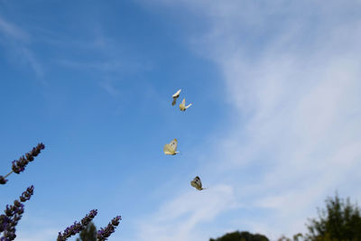 Low angle view of birds flying in sky