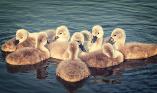 Close-up of goslings swimming in lake