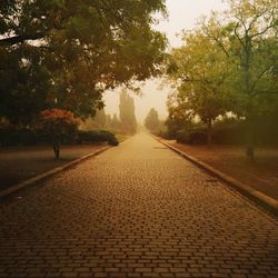 View of footpath along trees