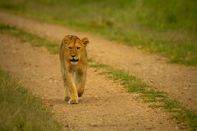 Lioness walks along gravel track on savannah