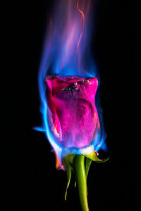 Close-up of purple flower against black background