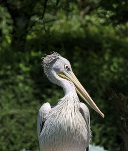 Close-up of pelican