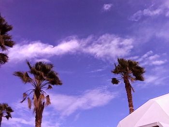 Low angle view of palm trees against blue sky