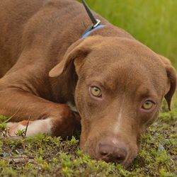 Close-up portrait of dog on field