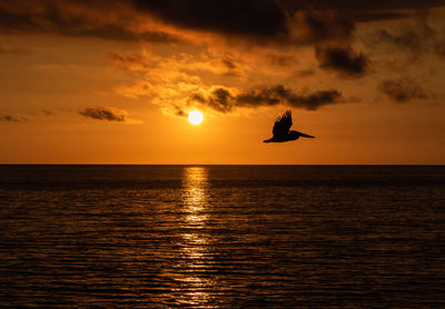 A silhouette of a pelican flying over the ocean against an orange sunset 