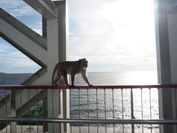 Dog looking at sea seen through window