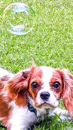 Close-up portrait of a dog