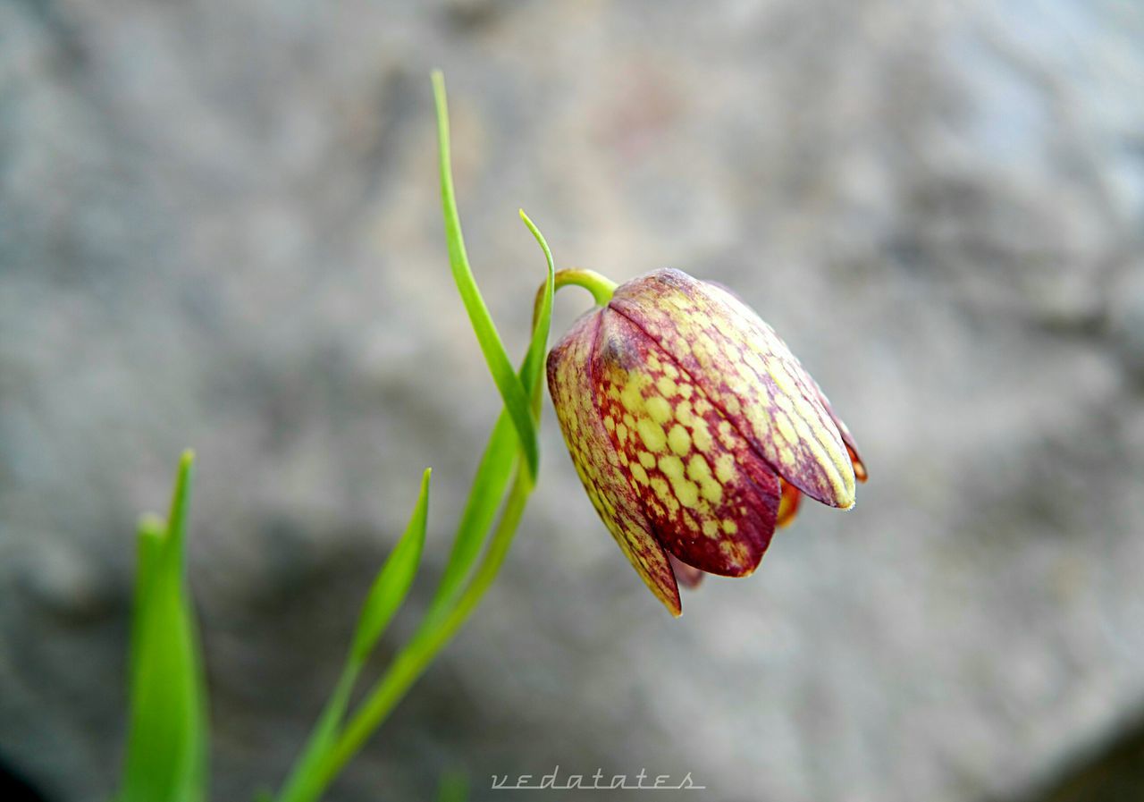 CLOSE-UP OF PLANTS