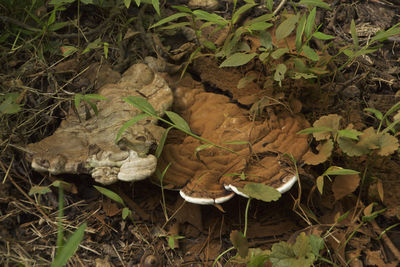 Close-up of leaves on field