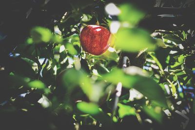 Close-up of berries on tree