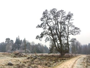 Trees on landscape against clear sky