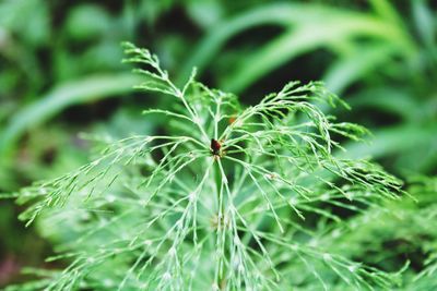 Close-up of plant