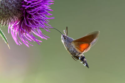 Close-up of butterfly on purple flower