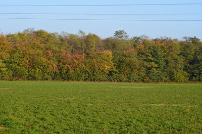 Trees and plants against sky