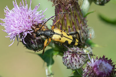 Macro shot of a spotted longhorn beetle on a thistle flower