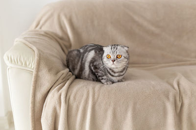 Portrait of a cat resting on bed